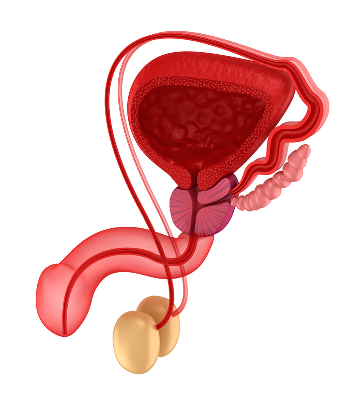 Prostate Stimulator Buying Guide: Size, Shape, Safety, Controls & Care