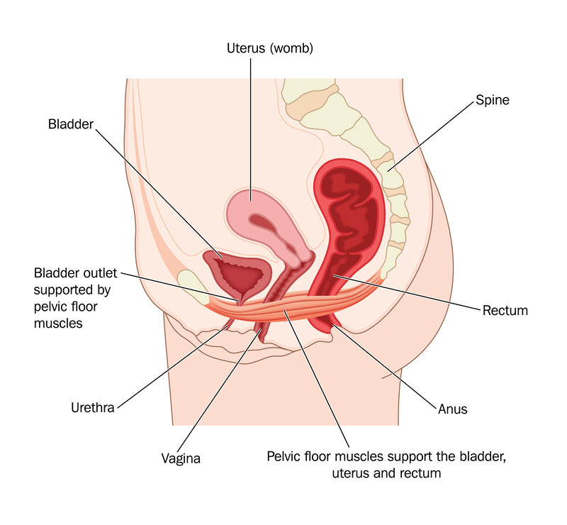 How to Strengthen Pelvic Floor Muscles: Kegel Technique, Relaxation & Progress